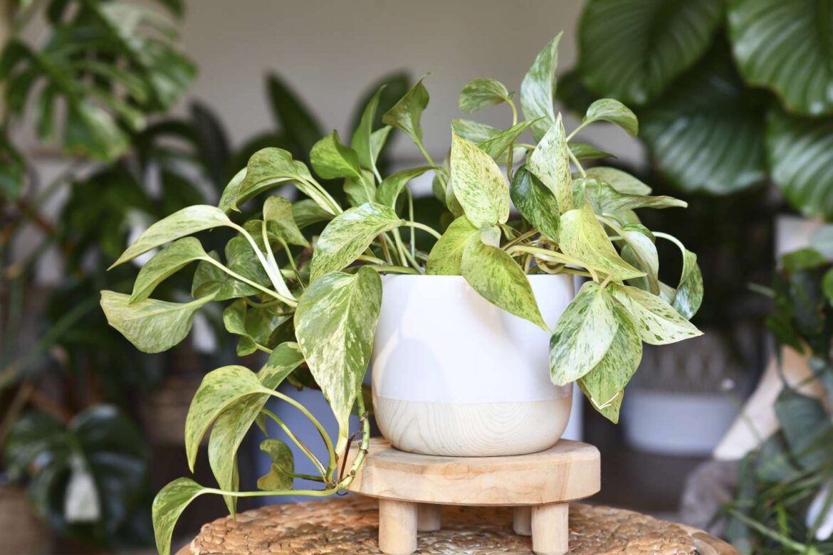 How to Repot Pothos the Right Way So It Thrives