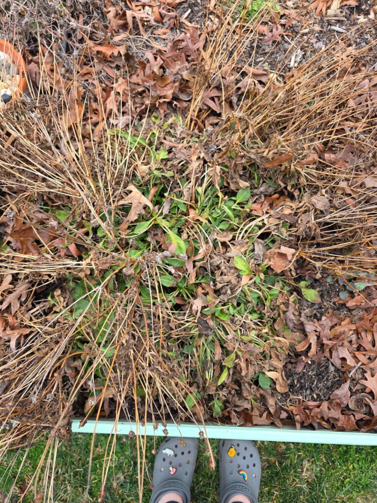How to cut back these three species of natives for spring? (North Carolina) How to cut back these three species of natives for spring? (North Carolina)