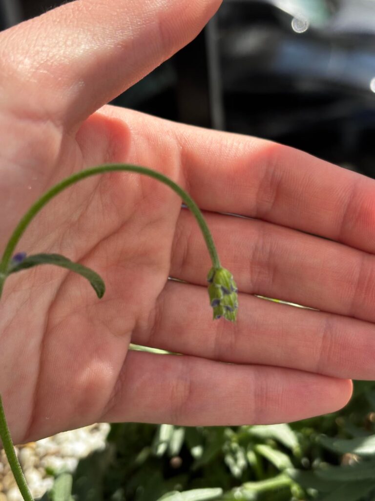 why is my lavender drooping? why is my lavender drooping?