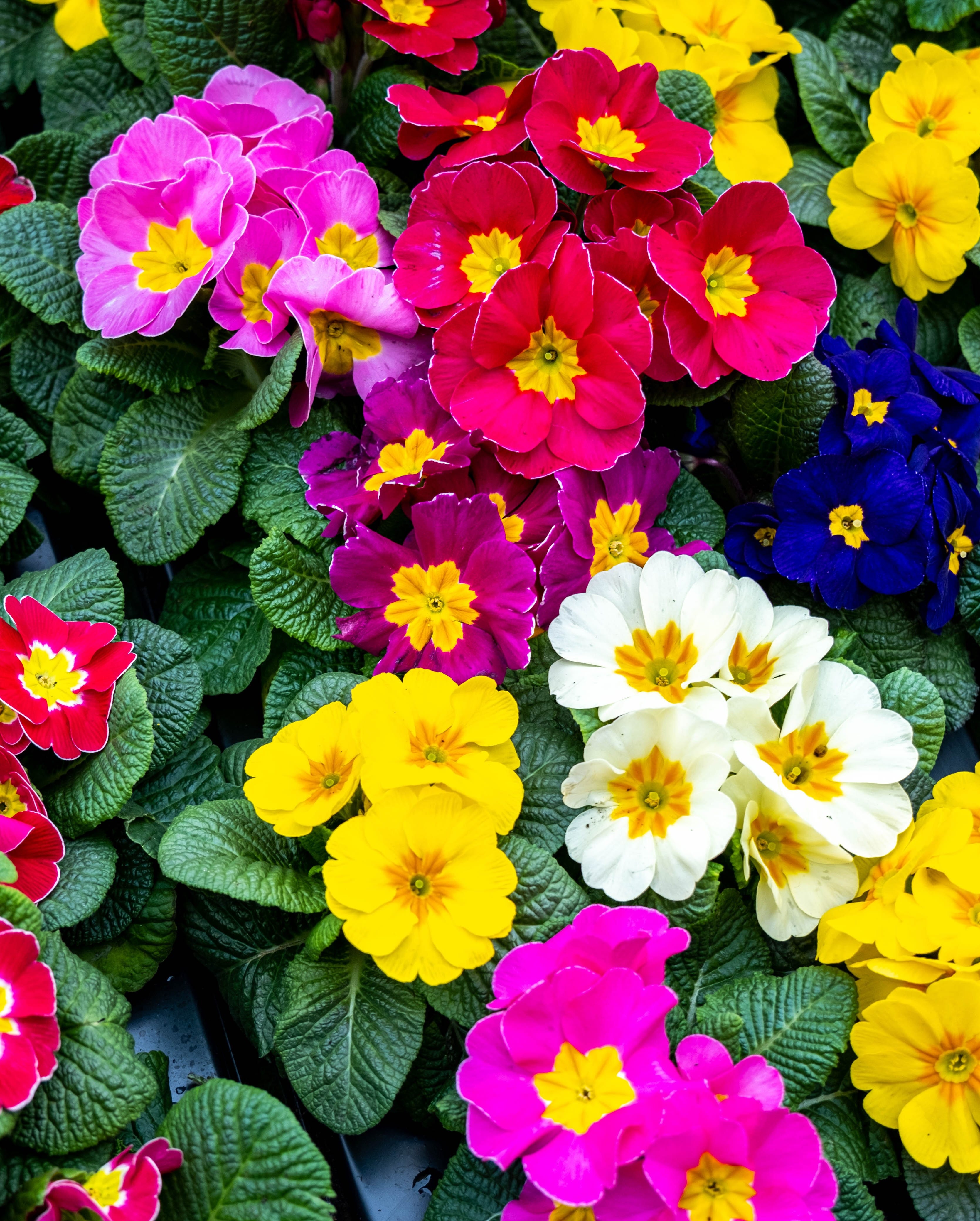 primrose flowers