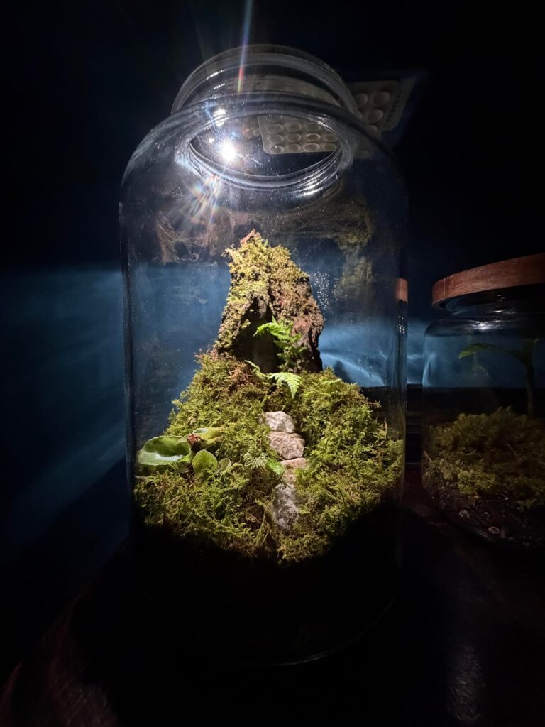 SELLING TERRARIUMS. DM if interested