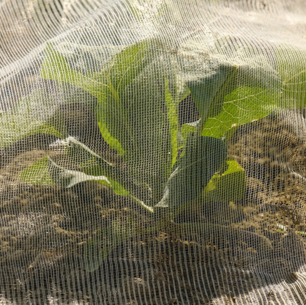 young vegetable plant under a plant protection net