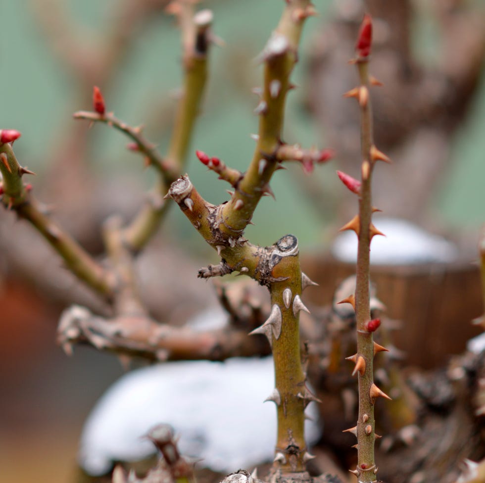 rose bush with buds of leaves macrophotography