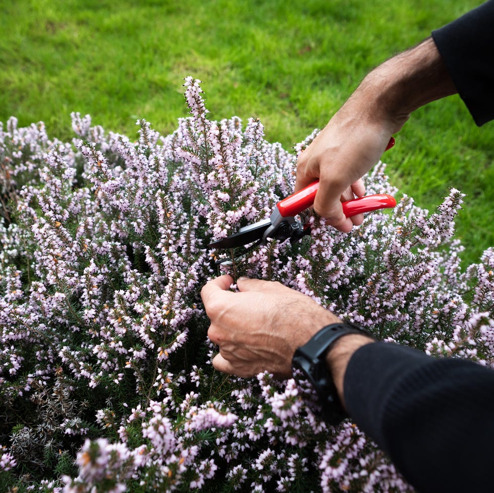 pruning flowers with garden shears
