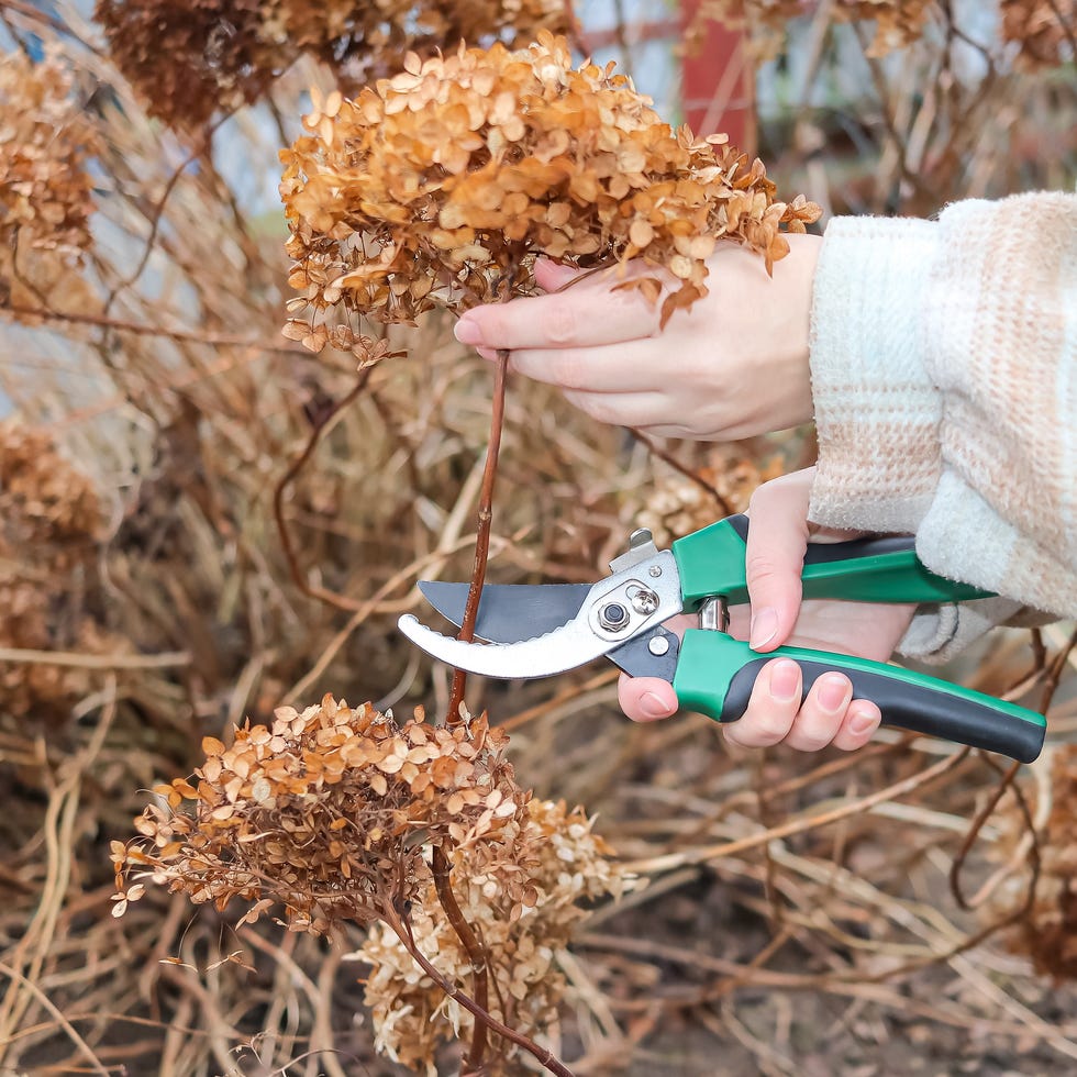 pruning of dried flowers in the autumn garden