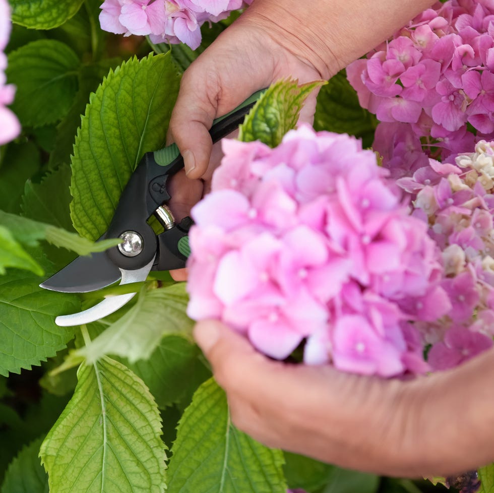 Pruning mistakes person cutting hydrangea with secateurs outdoors
