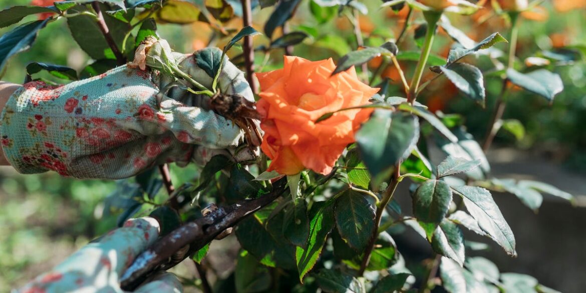 Prune Your Roses Now for Bigger Summer Blooms – Just Avoid This Common Mistake