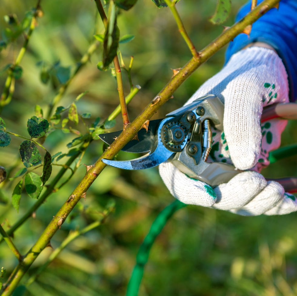 hand pruning secateur for cutting roses