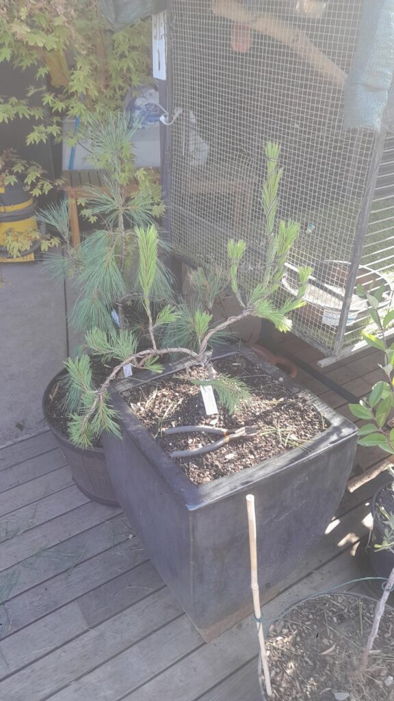 I finally got a nice japanese black pine