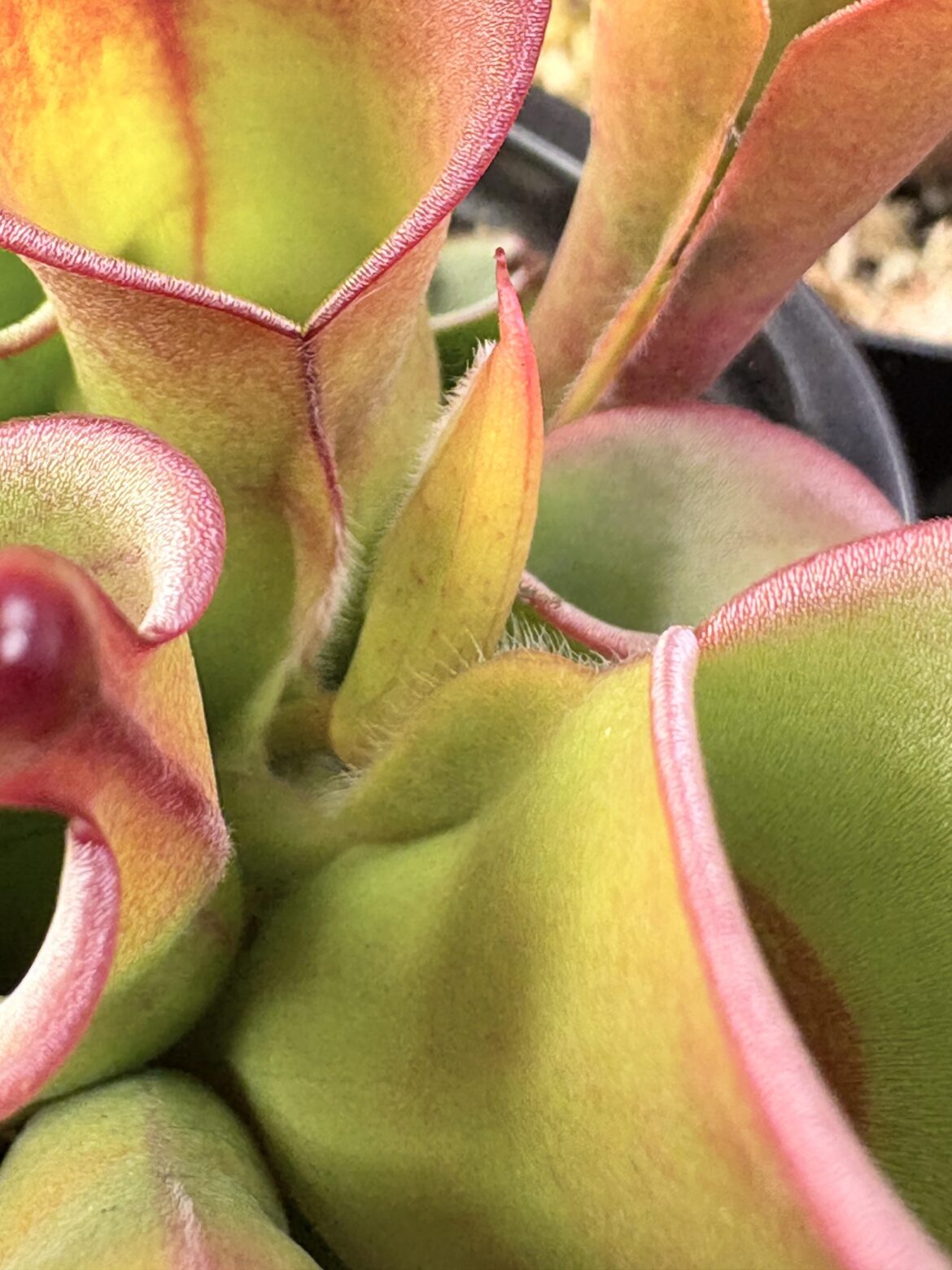 What is going on with this heliamphora pitcher