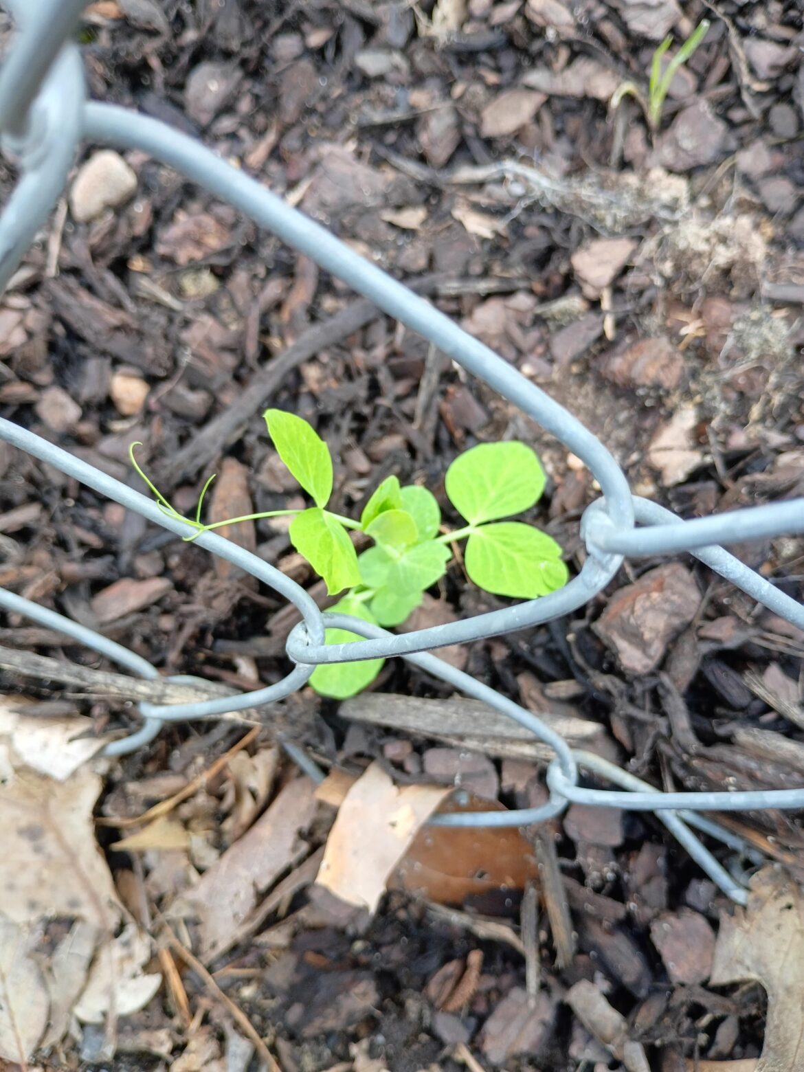 Look at this little guy