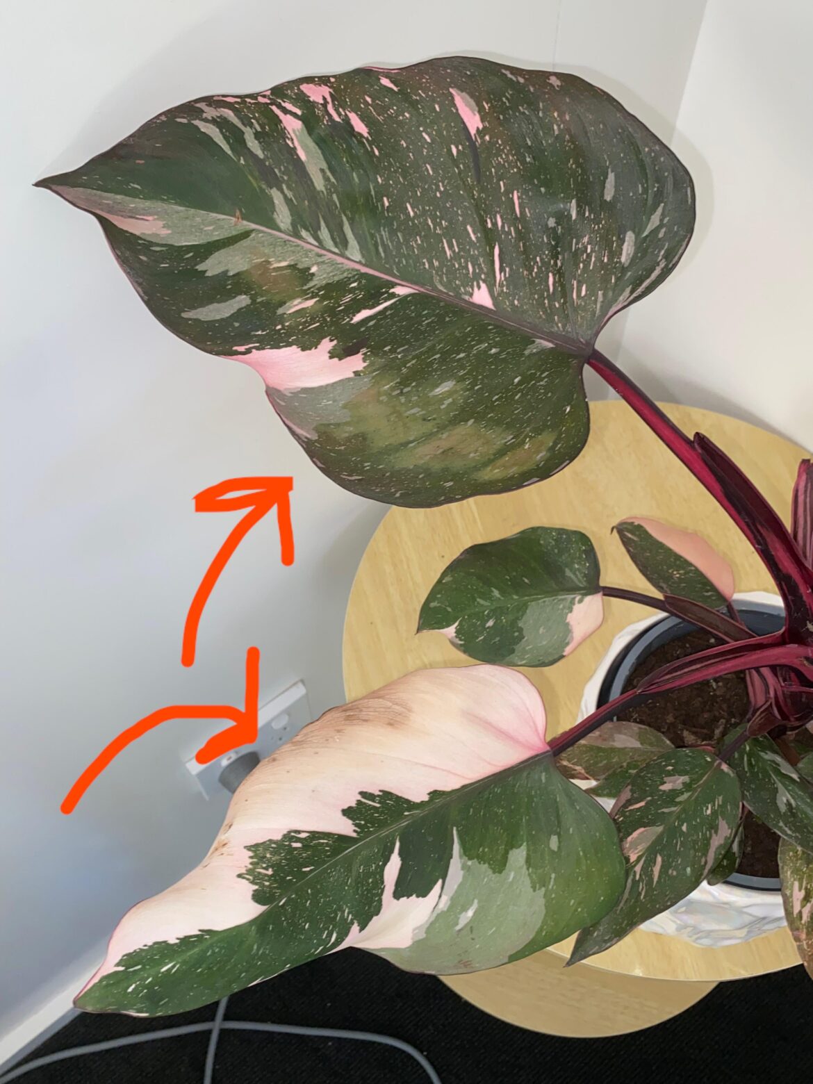 What are the brown marks on these leaves?