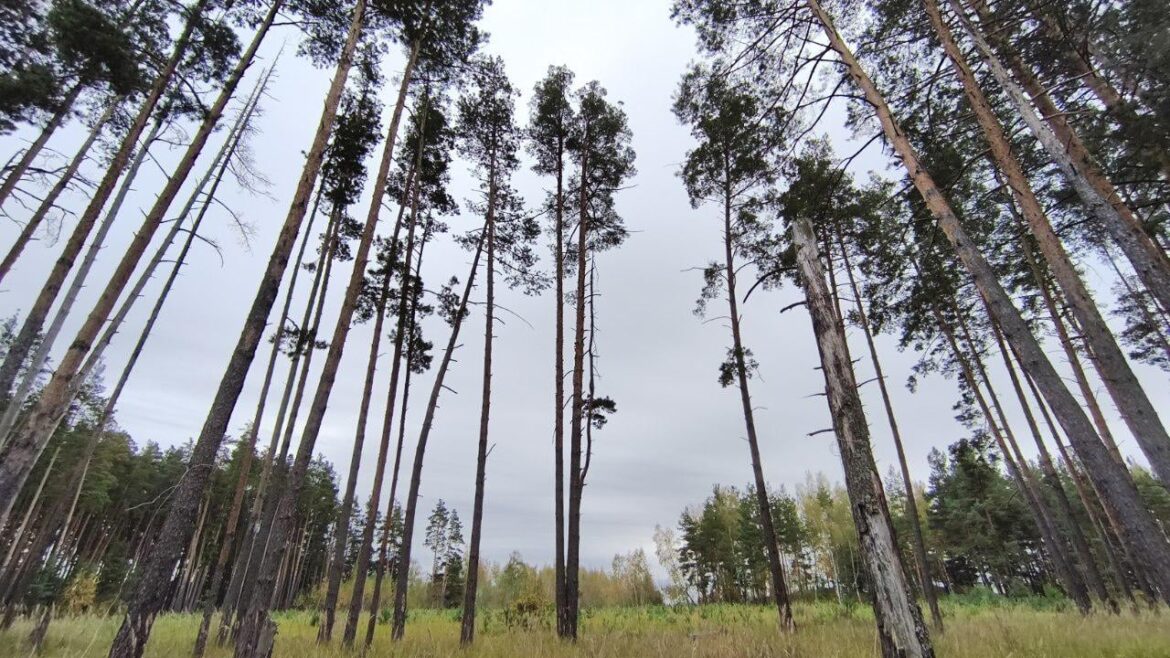 What species of conifer are these? Russia