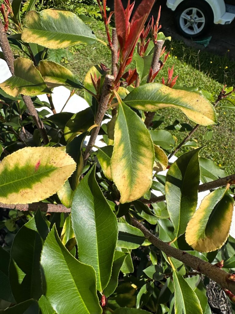 syzygium big red yellowing leaves