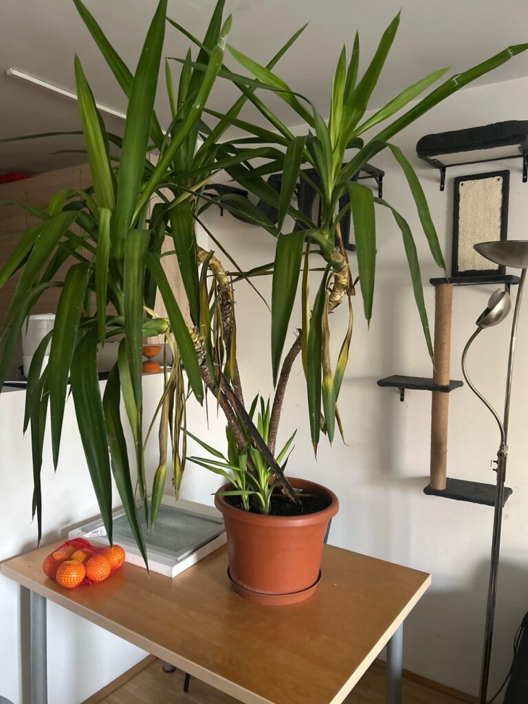 Yucca not feeling well?