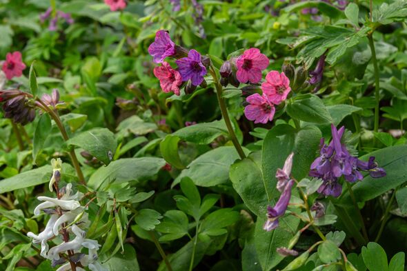 Pulmonaria officinalis thriving in a lush forest under natural sunlight showcasing vibrant flowers and green foliage Pulmonaria officinalis thriving in a lush forest under natural sunlight showcasing vibrant flowers and green foliage