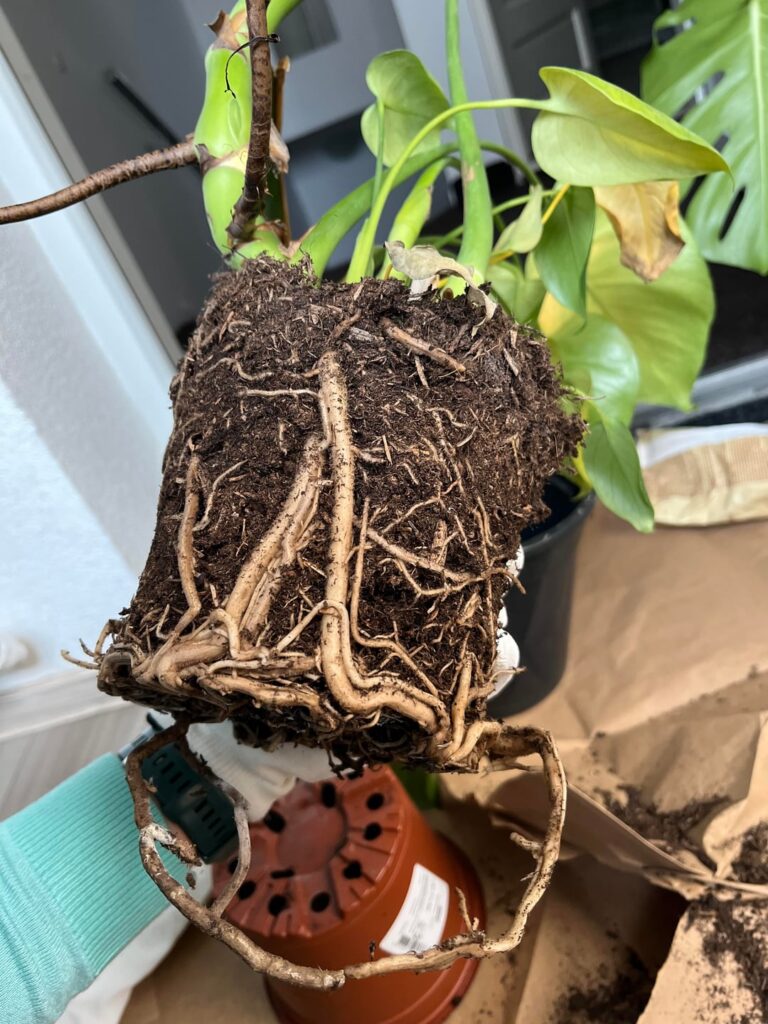 How can I save my monstera?