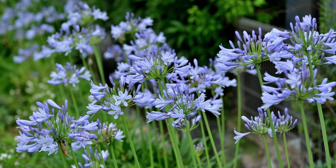 March Is Your Last Chance to Plant Loose-Root Perennials — Don’t Miss the Planting Window March Is Your Last Chance to Plant Loose-Root Perennials — Don’t Miss the Planting Window