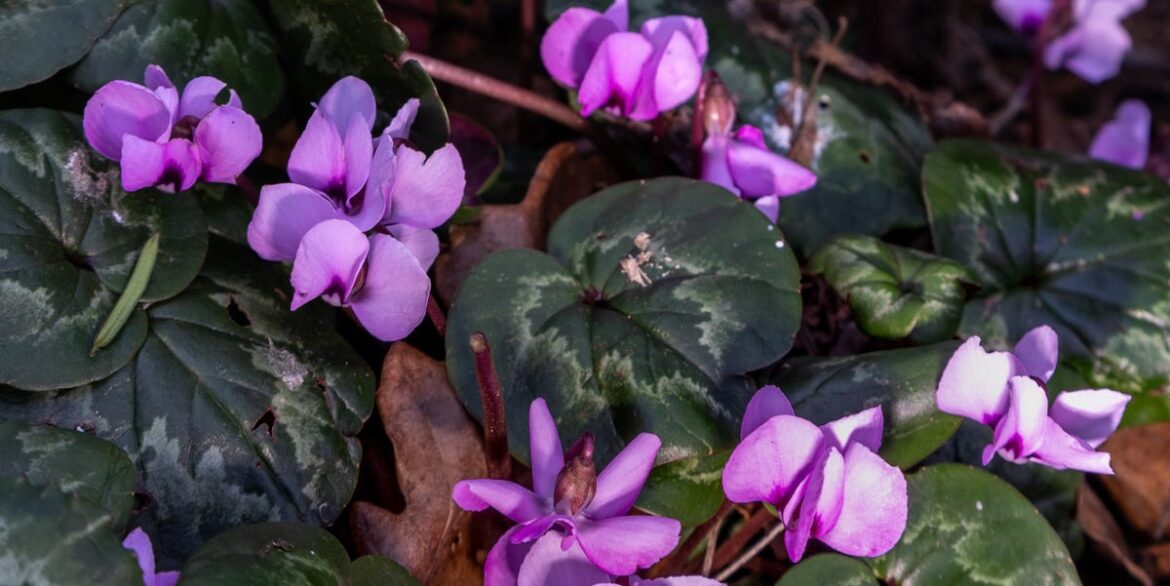 Don’t Make This Winter Garden Watering Mistake