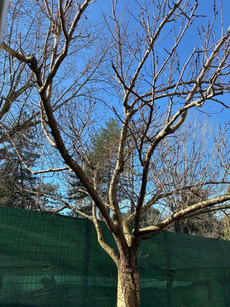 How to fix this apricot tree? How to fix this apricot tree?