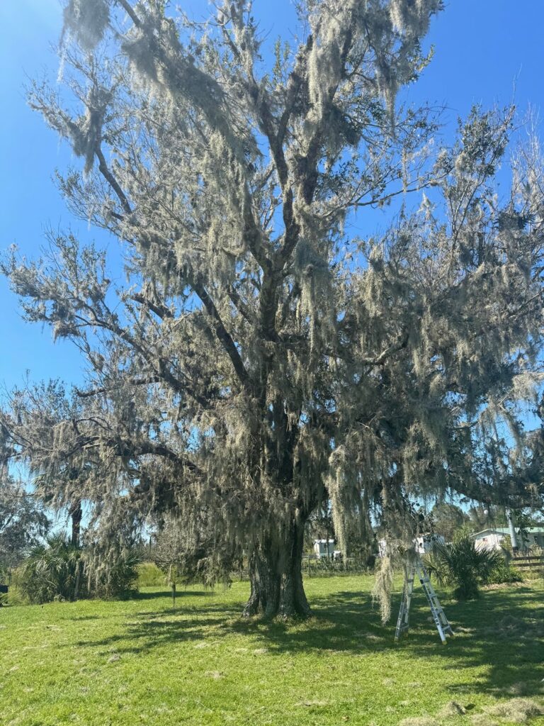 Will my oak survive? What’s wrong with it?