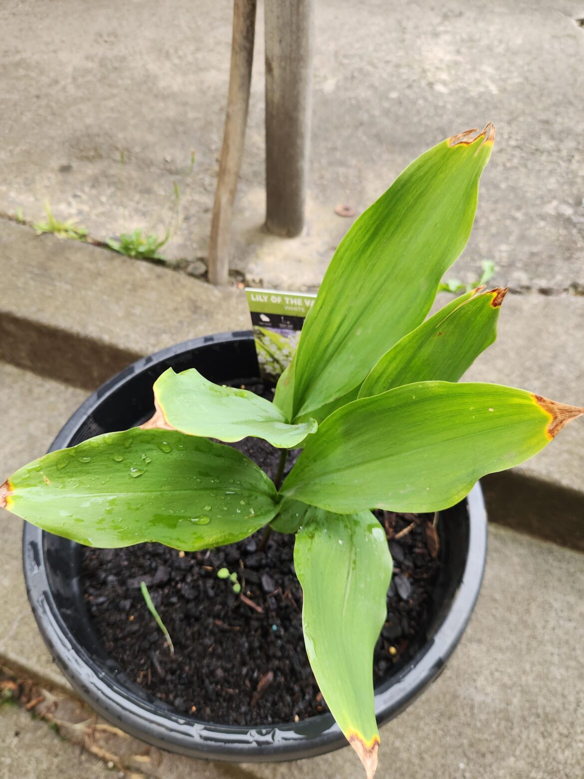 What’s wrong with my lily of the valley What's wrong with my lily of the valley