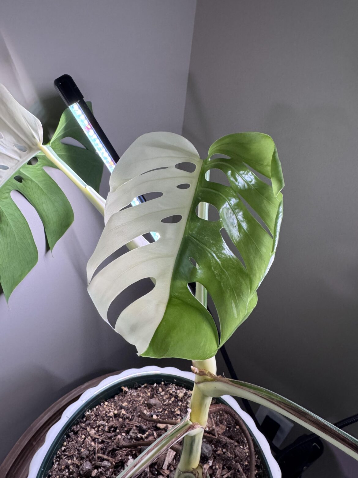Finally a new leaf!!