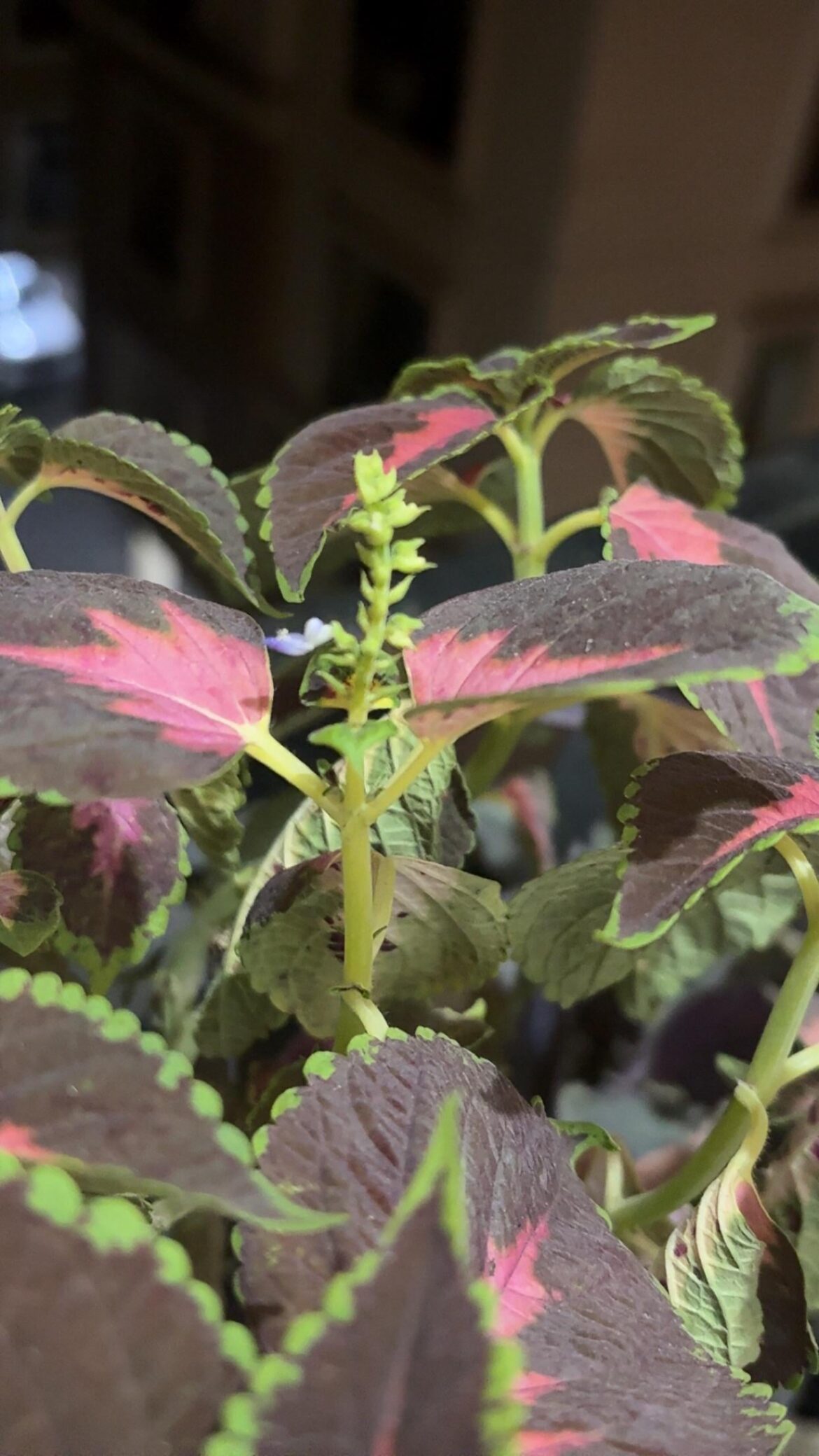 Why is my coleus flowering?