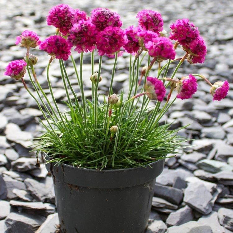 Armeria Maritima Splendens Sea Pink - in Bud &amp; Bloom