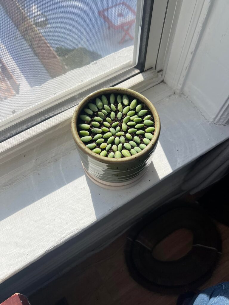 Growing back a Burros Tail Growing back a Burros Tail