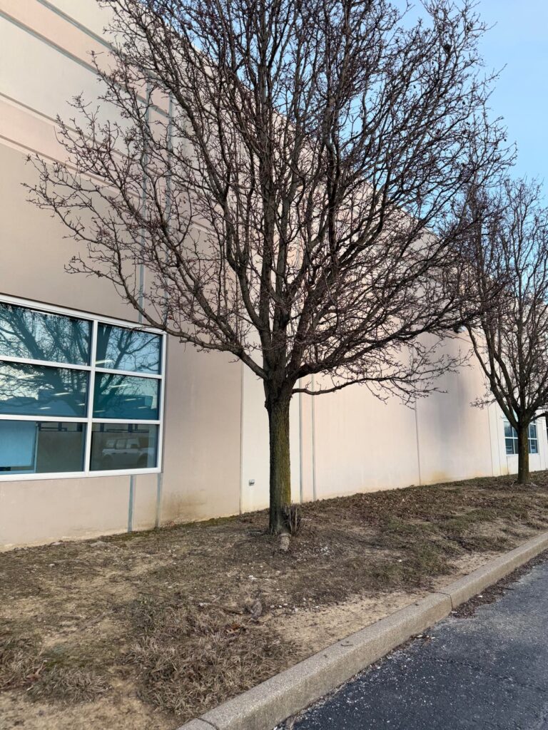 Is there anything I can do about these huge callery pears in front of my office?