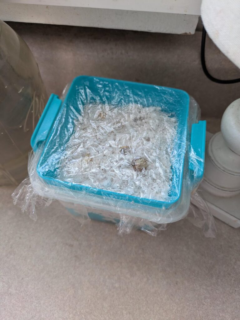 Advice on corms in perlite