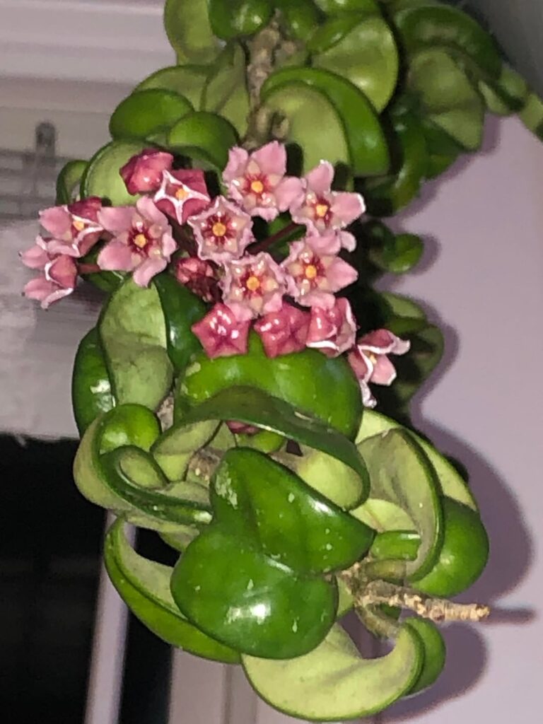 💮They opened right in front of my eyes💮