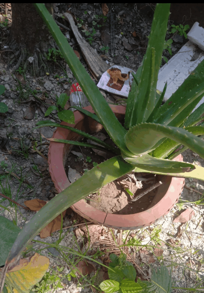 reminiscing my old aloes