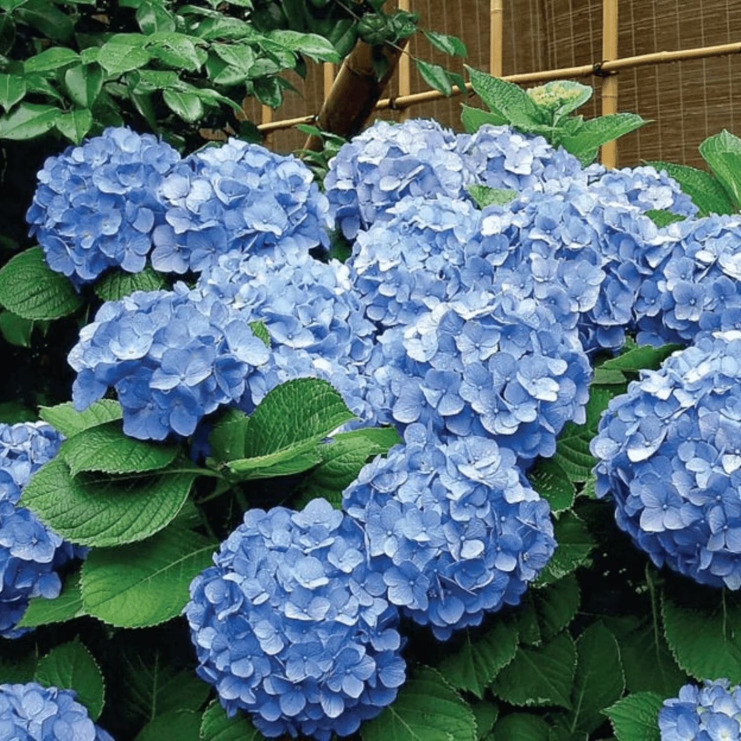 Walmart blue bigleaf hydrangea