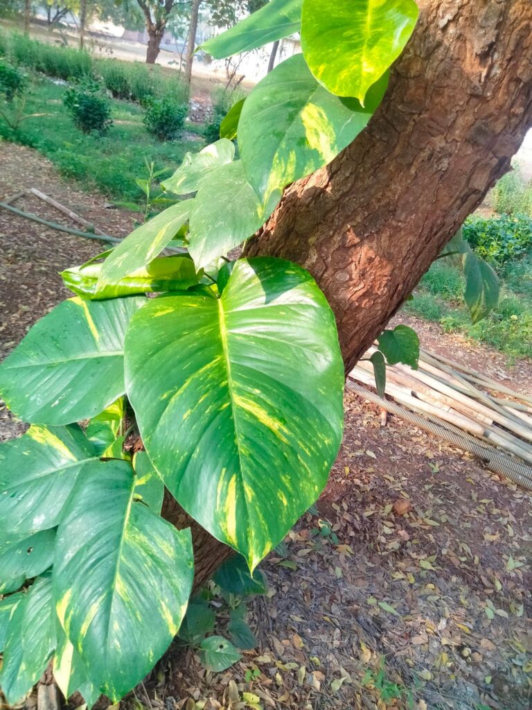 How TF did I grow this golden pothos of monstrosity?