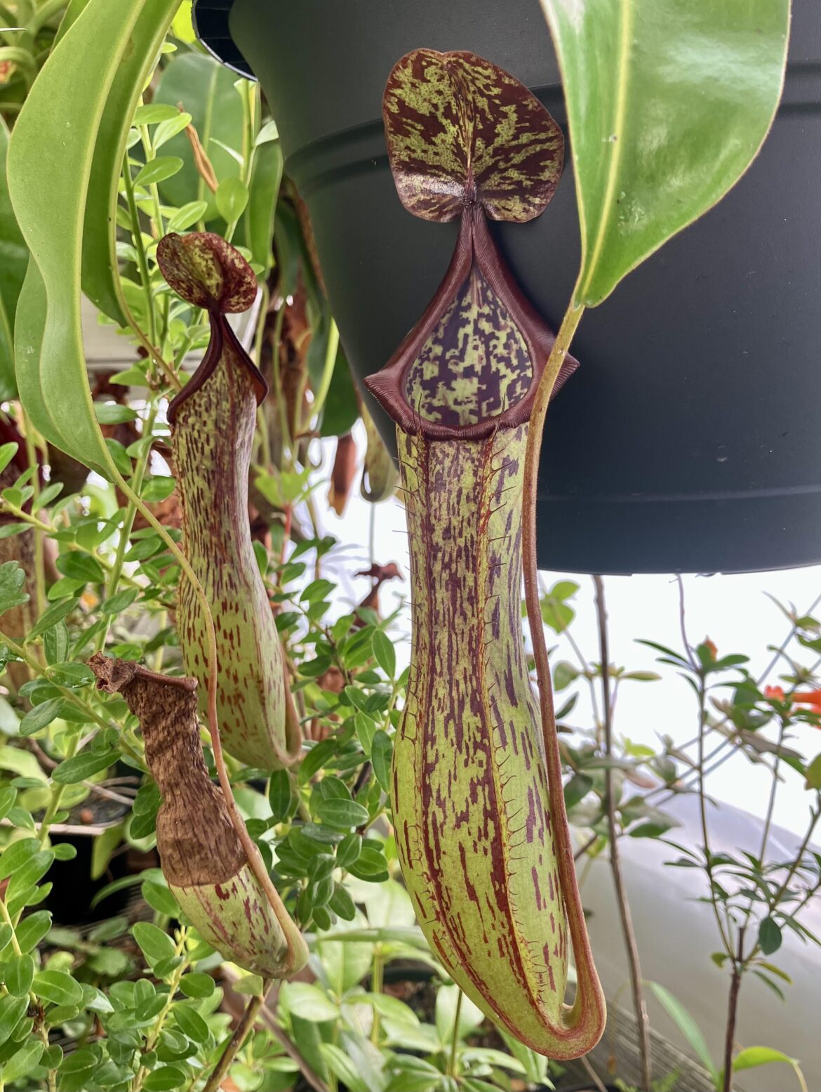 Nepenthes maxima x alata