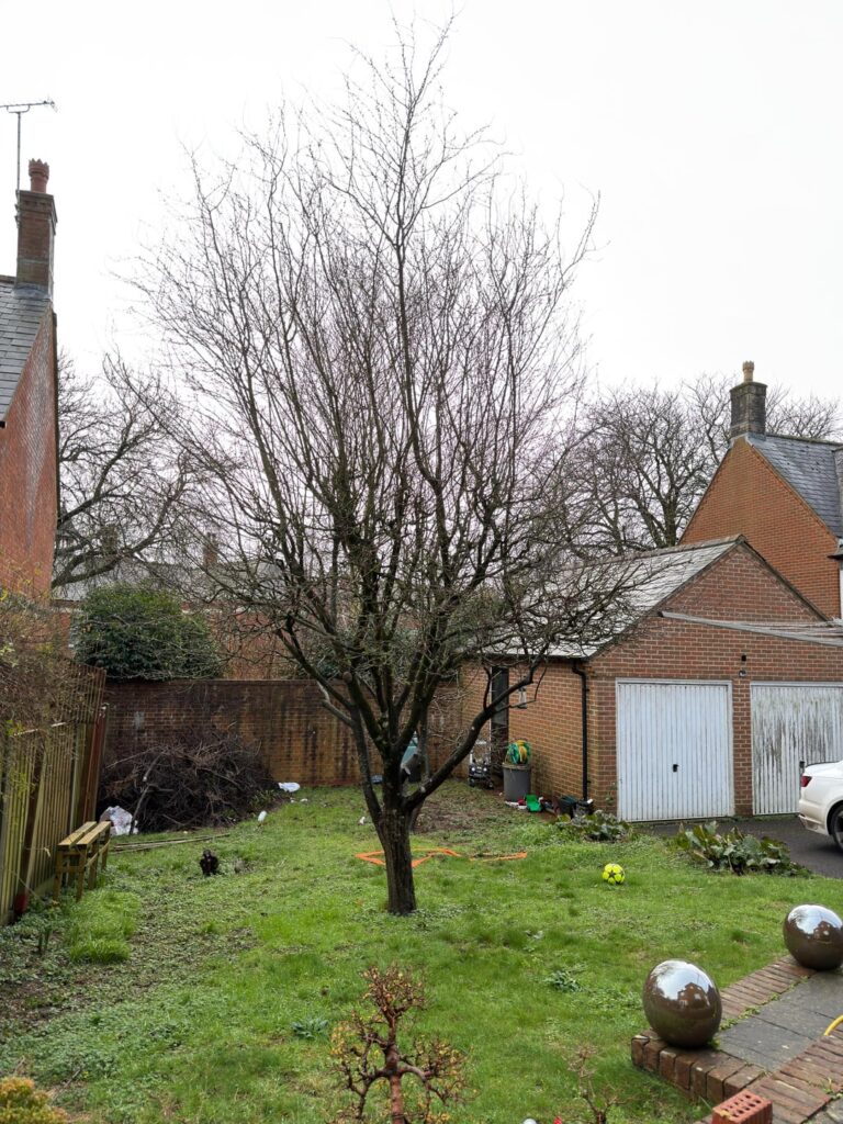 I have this large plum tree in my garden. Would you remove it and replace with something else or attempt to prune it? Advice appreciated