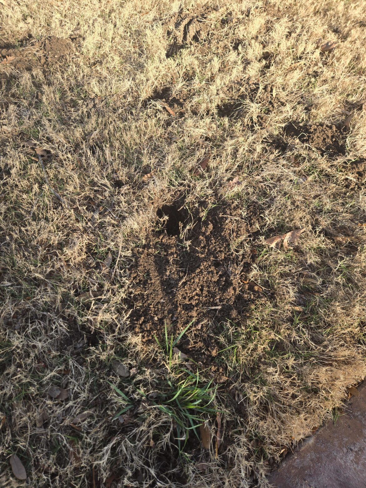 Any idea what is digging up my yard and how to stop it?