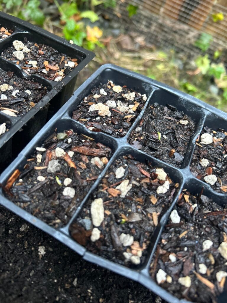 Camas seeds already sprouting, will they survive frost? PNW zone 9b Camas seeds already sprouting, will they survive frost? PNW zone 9b