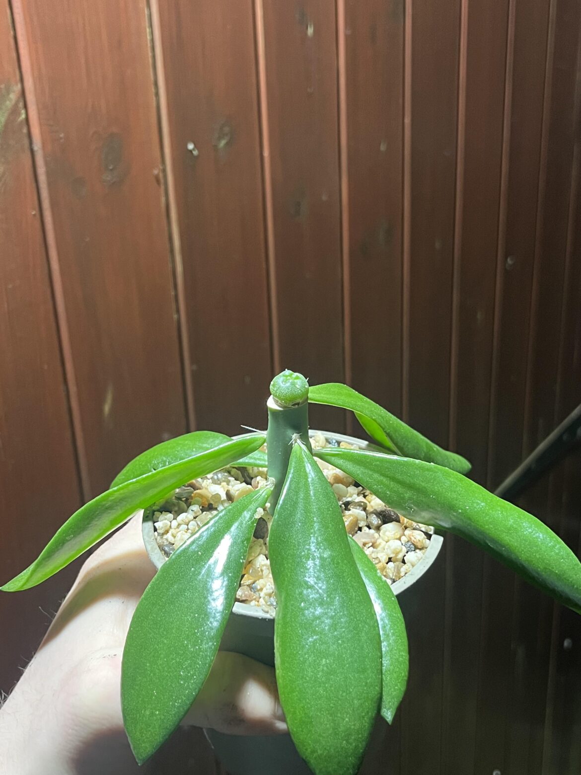 Quiabentia = best grafting stock