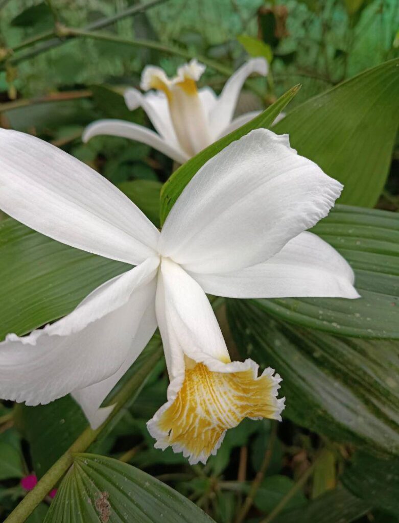 What is the name of this flower?