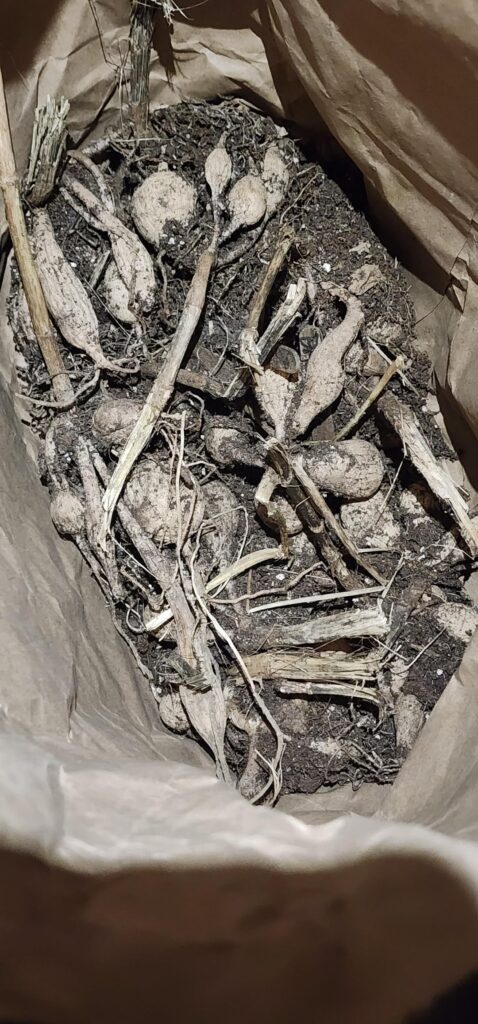 Not to brag, but I think I found my perfect overwinter spot.