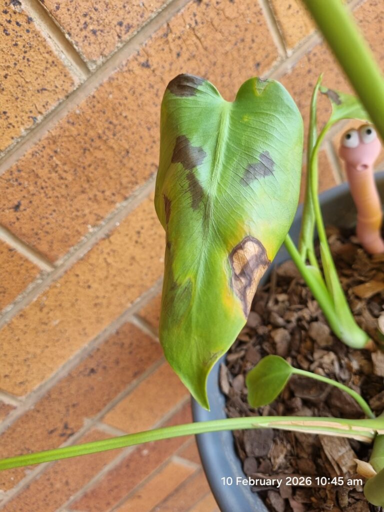 Help! Brown spots with yellow halos on my Monstera (South Africa)