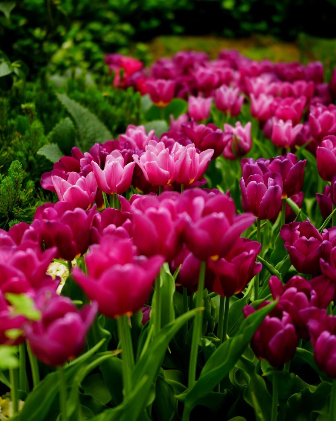 Tulips, taken at Bellagio Conservatory & Botanical Gardens