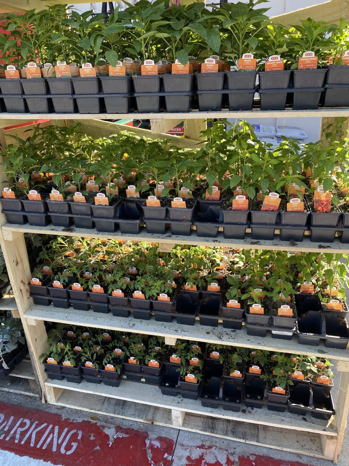 Tomato and pepper starts at HEB E 7th