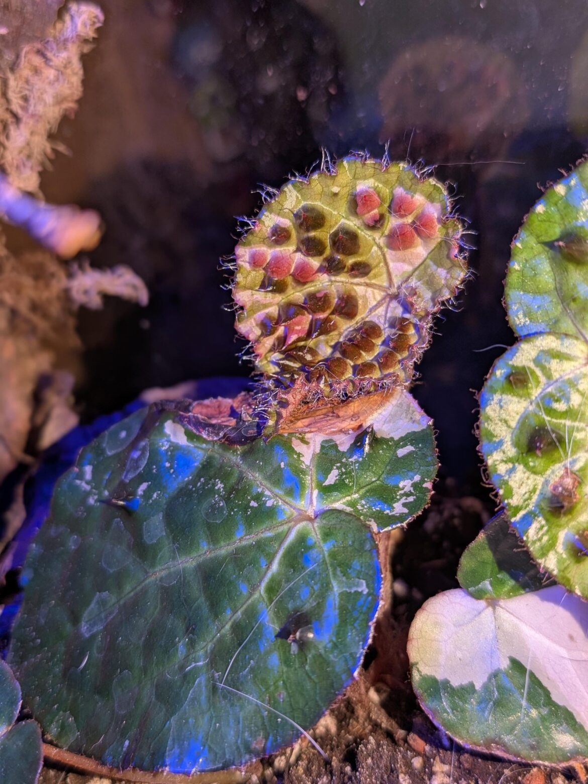 Begonia Ferox Variegata - 1st spiky leaf!!