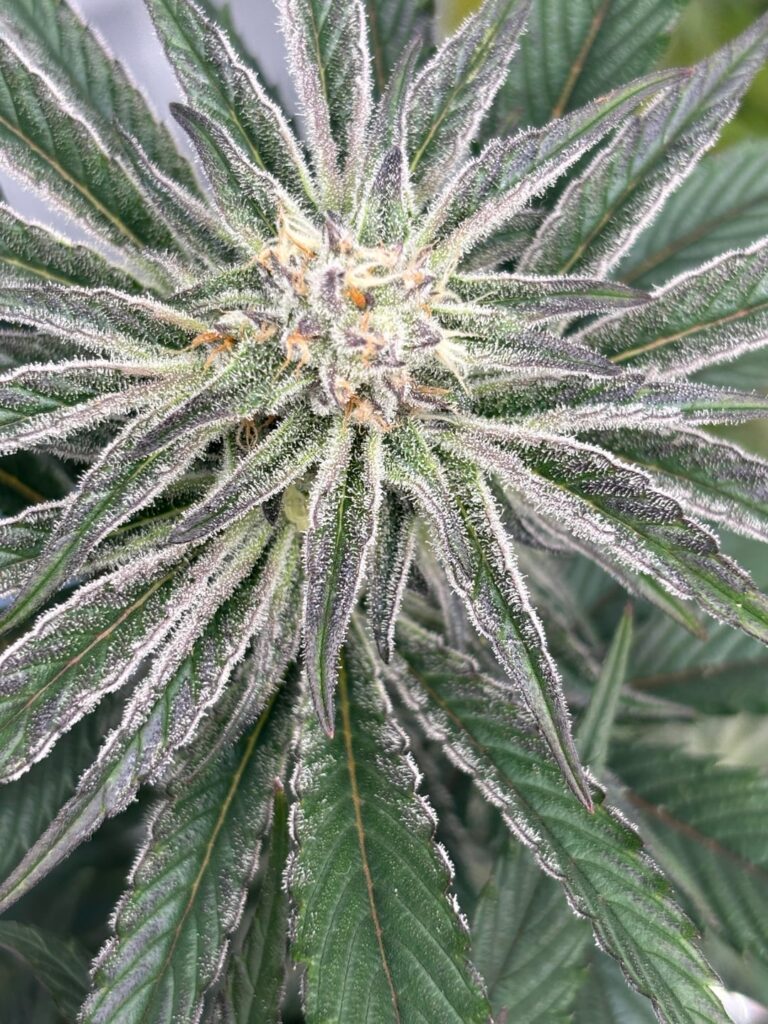 Running (Platinum Drip Cake)