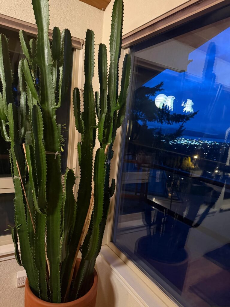 Euphorbia Newbie Advice Euphorbia Newbie Advice