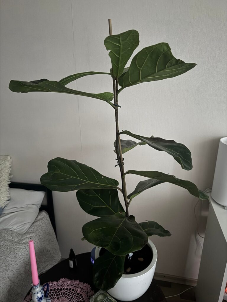 Why does my ficus lyrata (bambino) look like this?